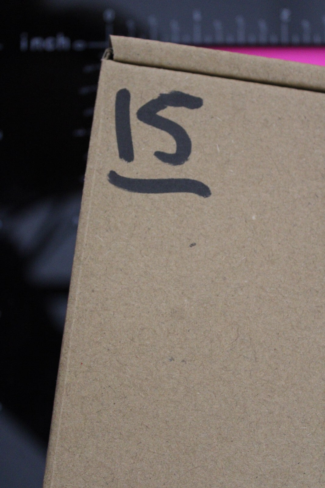 Authentic Trilobite Fossil 450 Million Years Old Genuine Dinosaur Girl COA 15