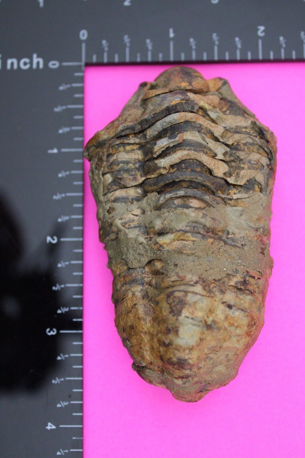 Authentic Trilobite Fossil 450 Million Years Old Genuine Dinosaur Girl COA 68