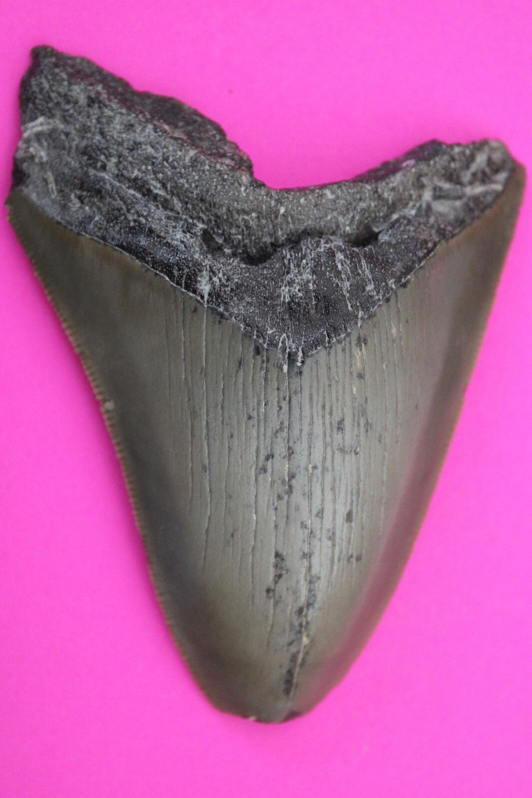 Authentic Megadolon Shark Tooth 3.43 Inch 66 Grams Fossil Dinosaur Girl COA M44