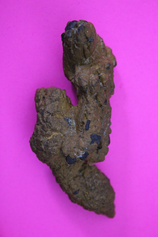Giant Lizard Poop 5 Million Years Old Genuine Real Fossil Dinosaur Girl COA S42