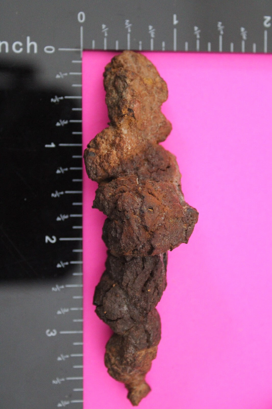 Giant Lizard Poop 5 Million Years Old Genuine Real Fossil Dinosaur Girl COA S55