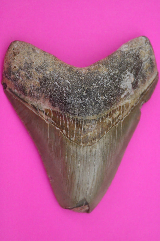Authentic Megadolon Shark Tooth 3.58 Inch 91 Grams Fossil Dinosaur Girl COA M10