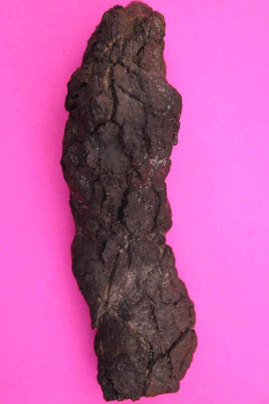 Giant Lizard Poop 5 Million Years Old Coprolite Genuine Fossil Dino Girl COA L21