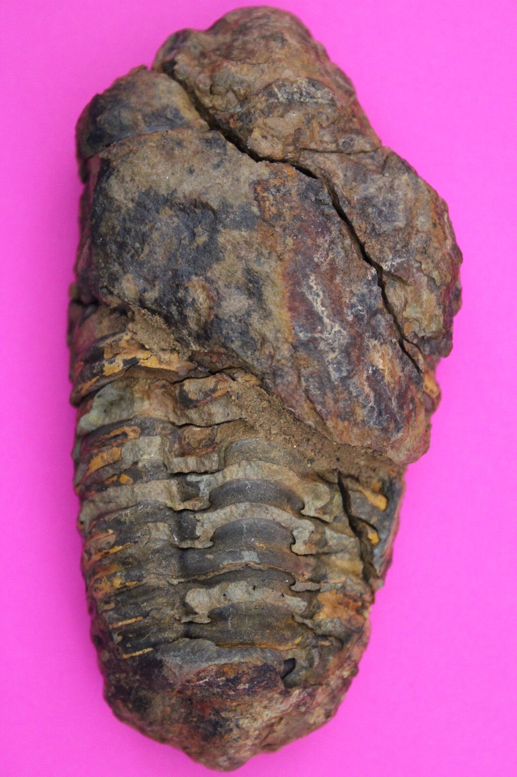 Authentic Trilobite Fossil 450 Million Years Old Genuine Dinosaur Girl COA 04