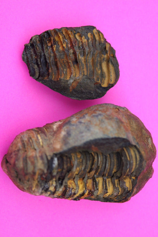 Authentic Trilobite Geode Real Fossil 450 Million Years Old Dinosaur Girl COA 03