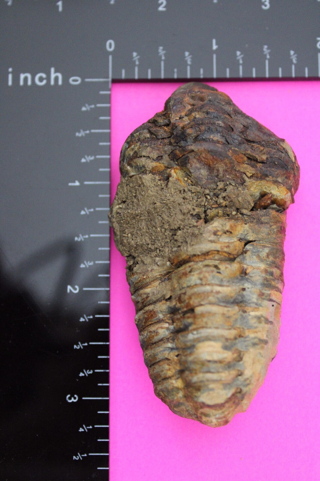 Authentic Trilobite Fossil 450 Million Years Old Genuine Dinosaur Girl COA 59