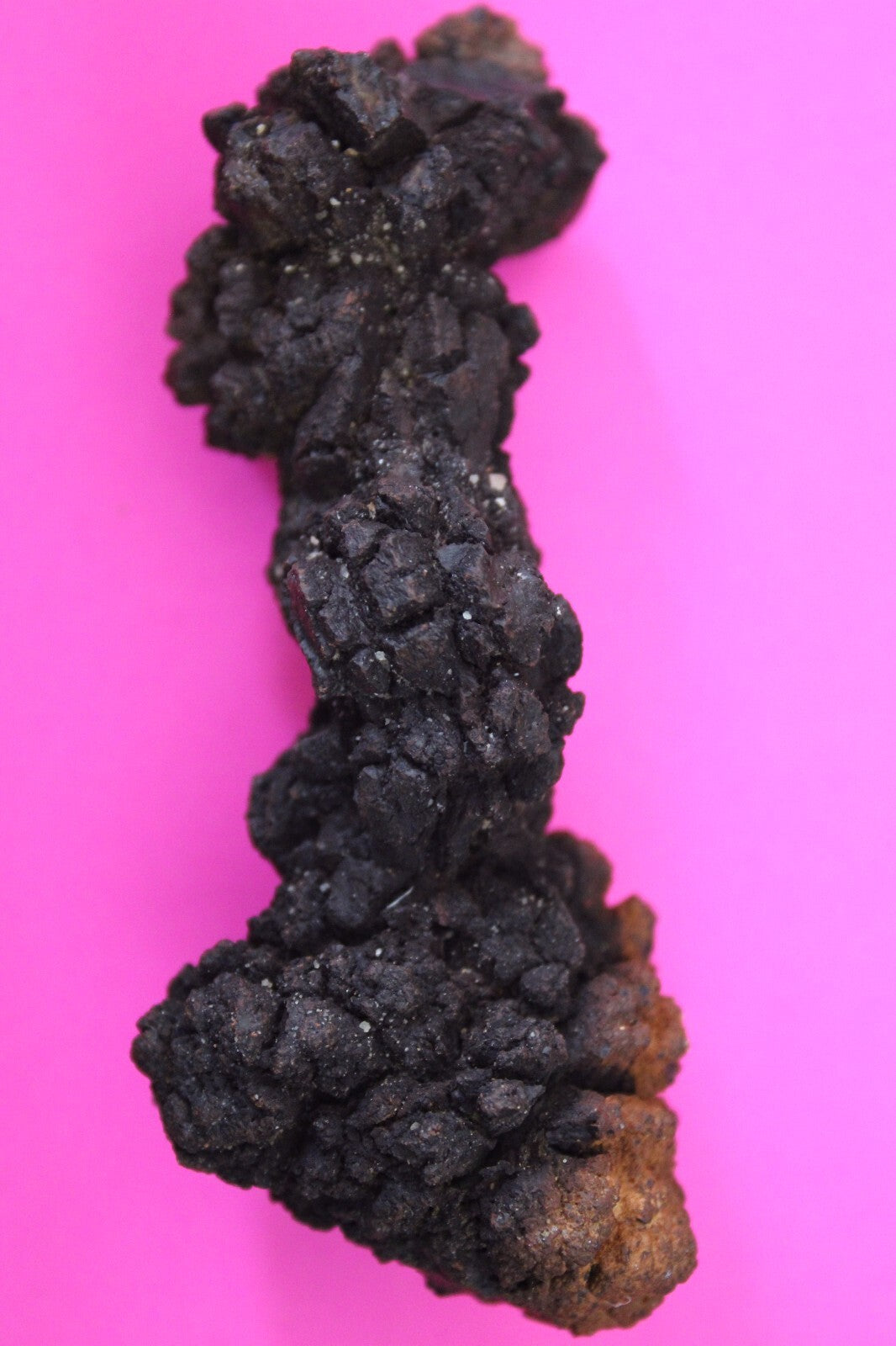 Giant Lizard Poop 5 Million Years Old Genuine Real Fossil Dinosaur Girl COA L11