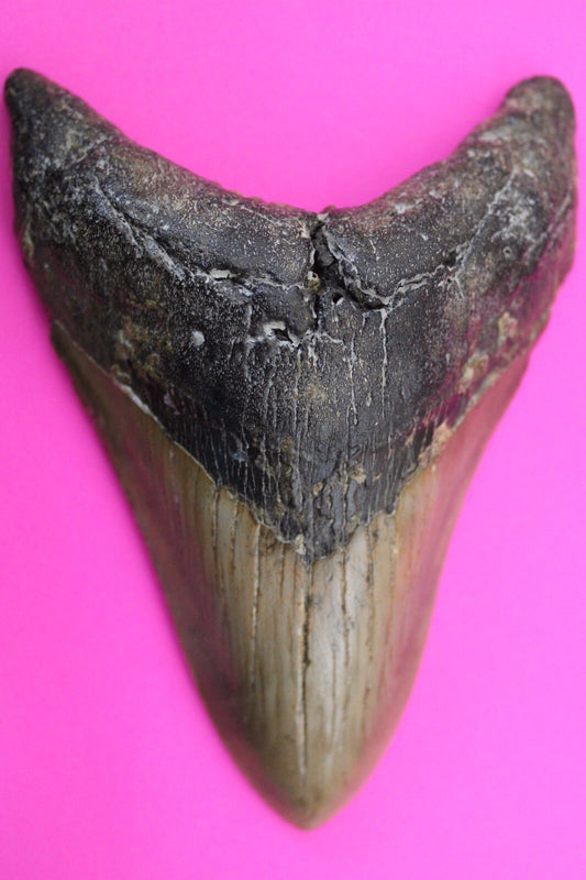 Authentic Megalodon Shark Tooth 4.8 Inch 202 Grams Fossil Dinosaur Girl COA M27