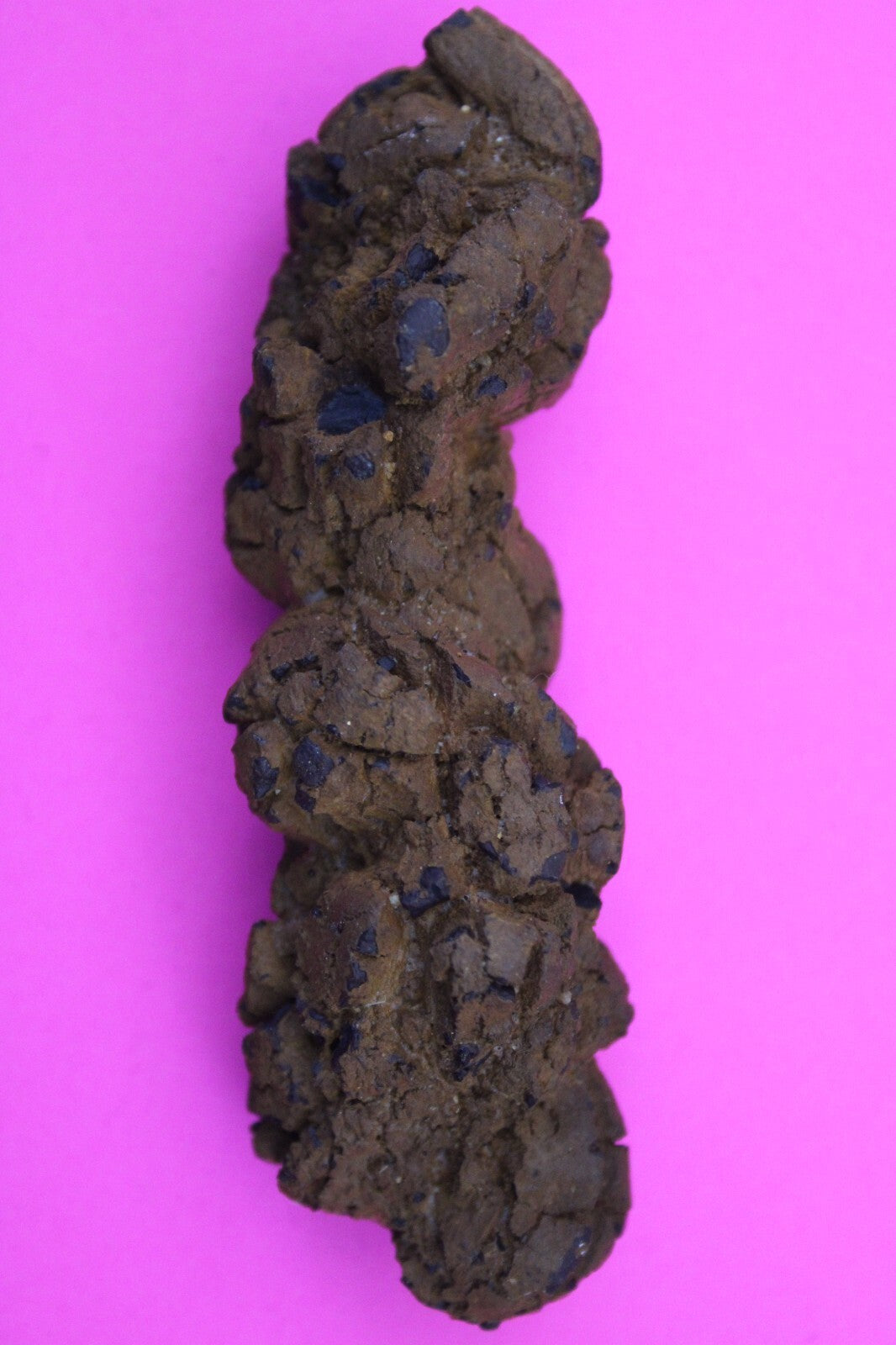 Giant Lizard Poop 5 Million Years Old Genuine Real Fossil Dinosaur Girl COA L23