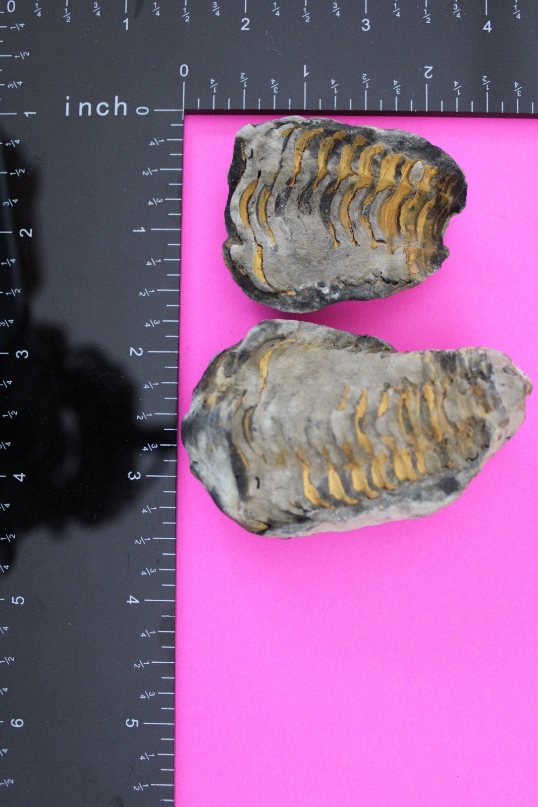 Authentic Trilobite Geode Real Fossil 450 Million Years Old Dinosaur Girl COA 17