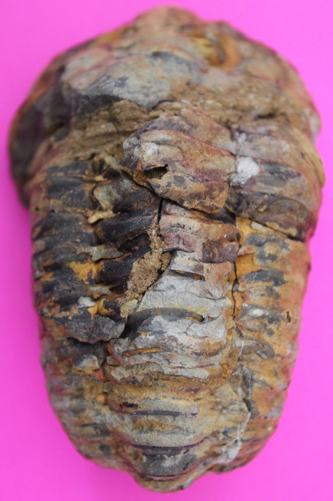 Authentic Trilobite Fossil 450 Million Years Old Genuine Dinosaur Girl COA 36