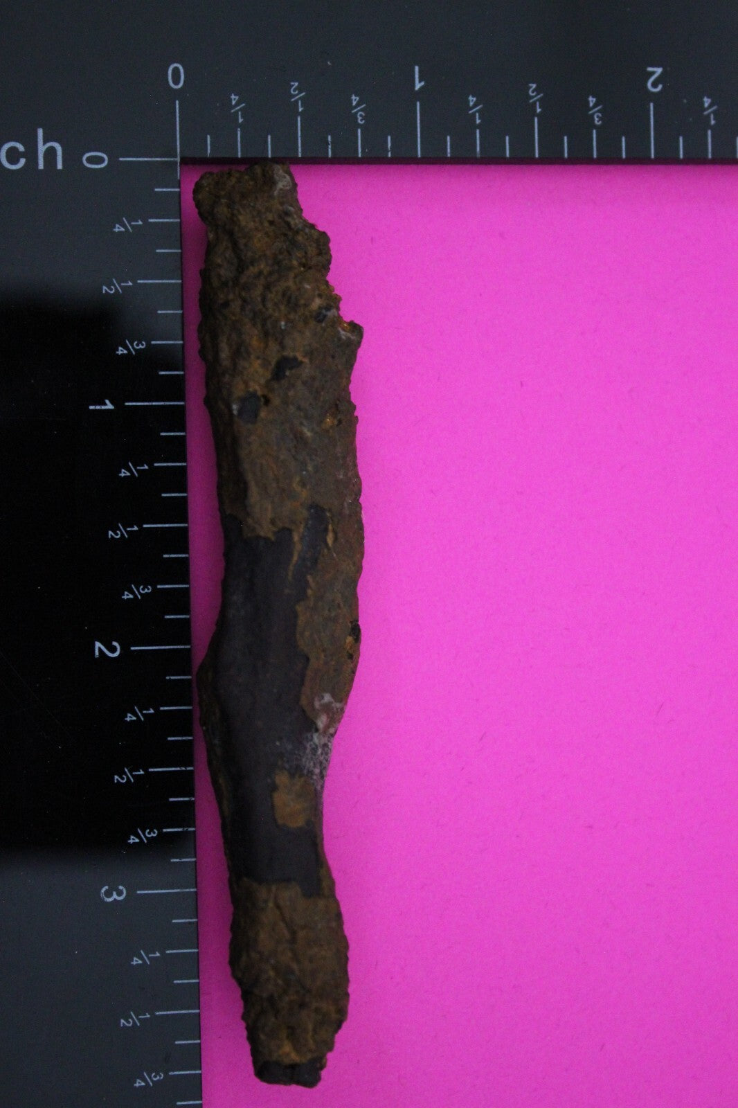 Giant Lizard Poop 5 Million Years Old Genuine Real Fossil Dinosaur Girl COA S10