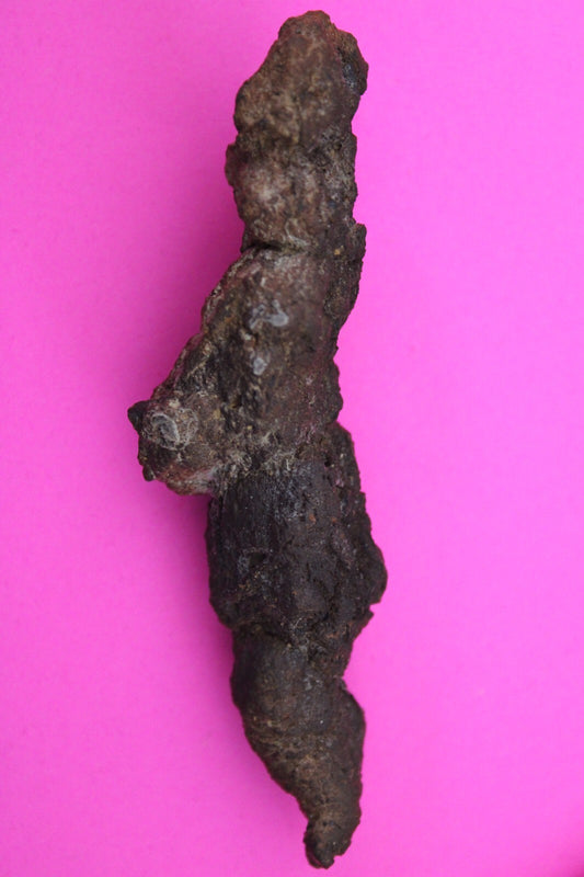 Giant Lizard Poop 5 Million Years Old Genuine Real Fossil Dinosaur Girl COA S55