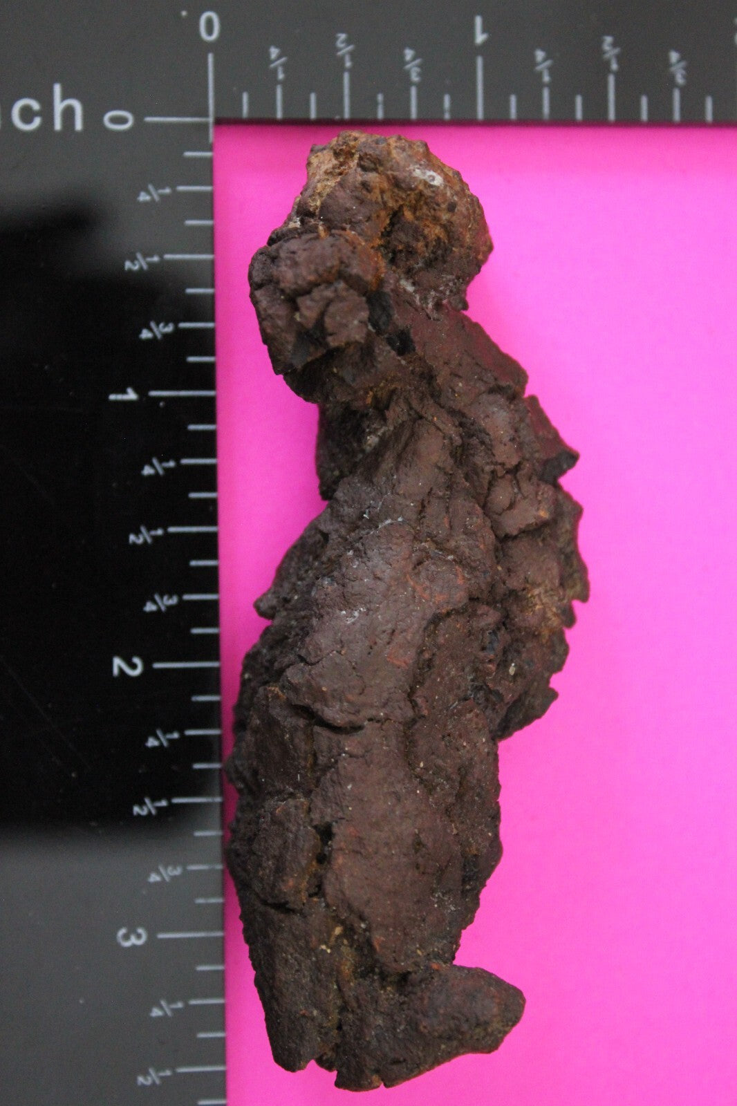 Giant Lizard Poop 5 Million Years Old Genuine Real Fossil Dinosaur Girl COA S33