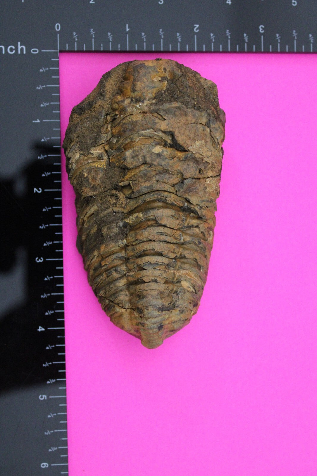 Authentic Trilobite Fossil 450 Million Years Old Genuine Dinosaur Girl COA 01