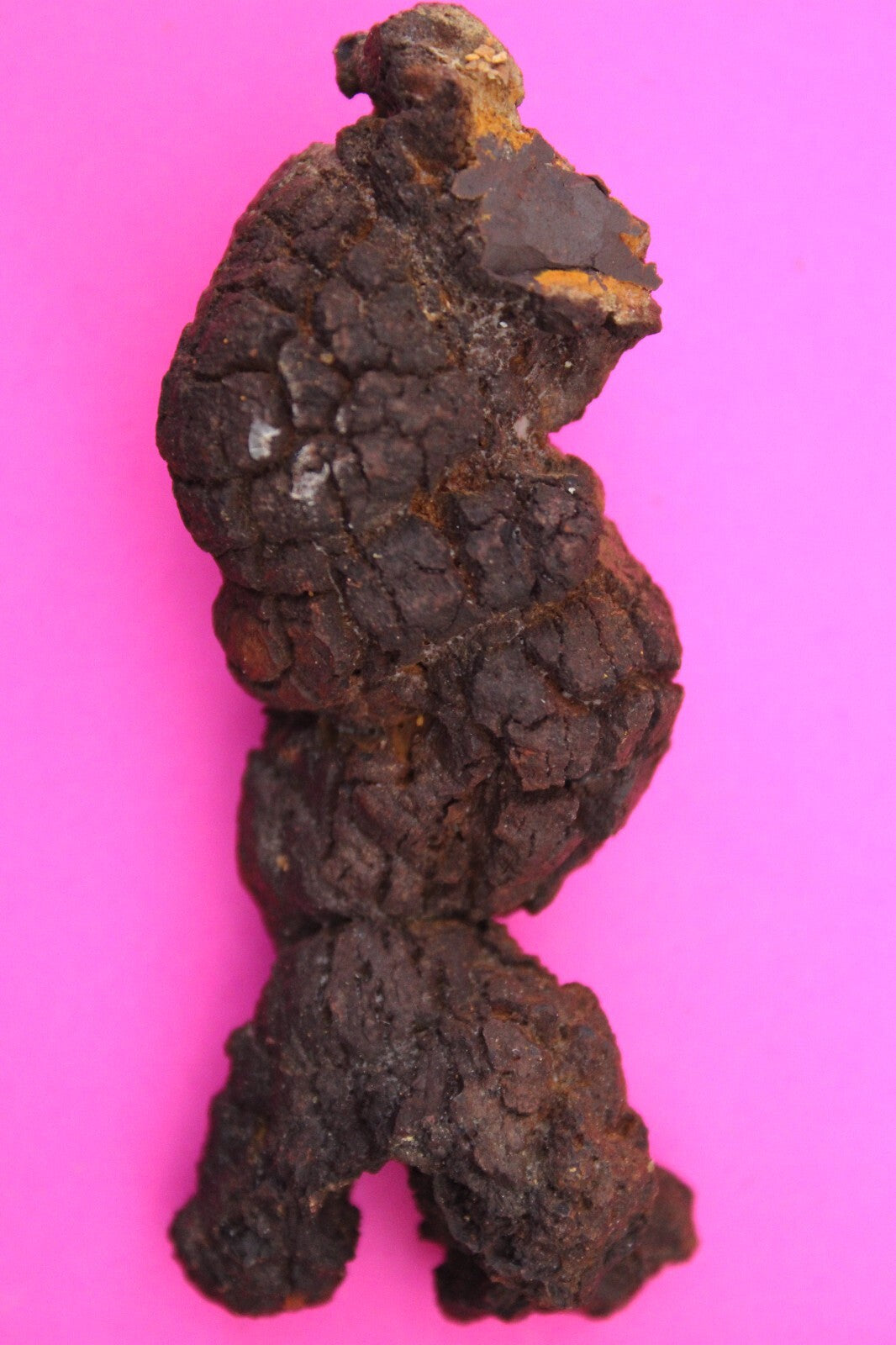 Giant Lizard Poop 5 Million Years Old Genuine Real Fossil Dinosaur Girl COA L22