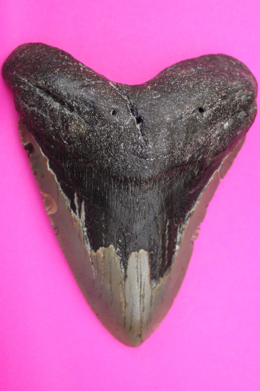 Authentic Megadolon Shark Tooth 5.16 Inches 286 Grams Fossil Dino Girl COA M63