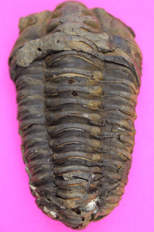 Authentic Trilobite Fossil 450 Million Years Old Genuine Dinosaur Girl COA 81