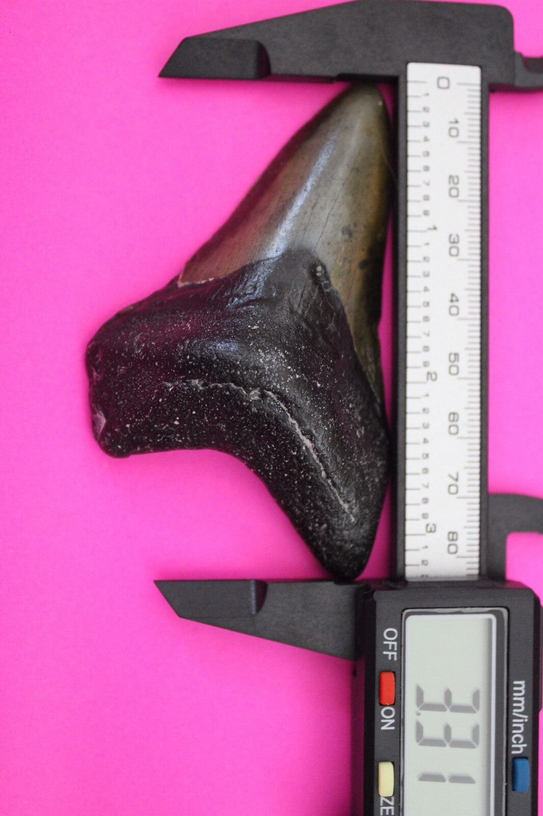 Authentic Megadolon Shark Tooth 3.31 Inch 65 Grams Fossil Dinosaur Girl COA M48