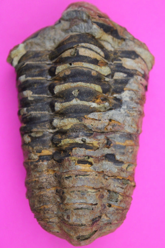 Authentic Trilobite Fossil 450 Million Years Old Genuine Dinosaur Girl COA 35