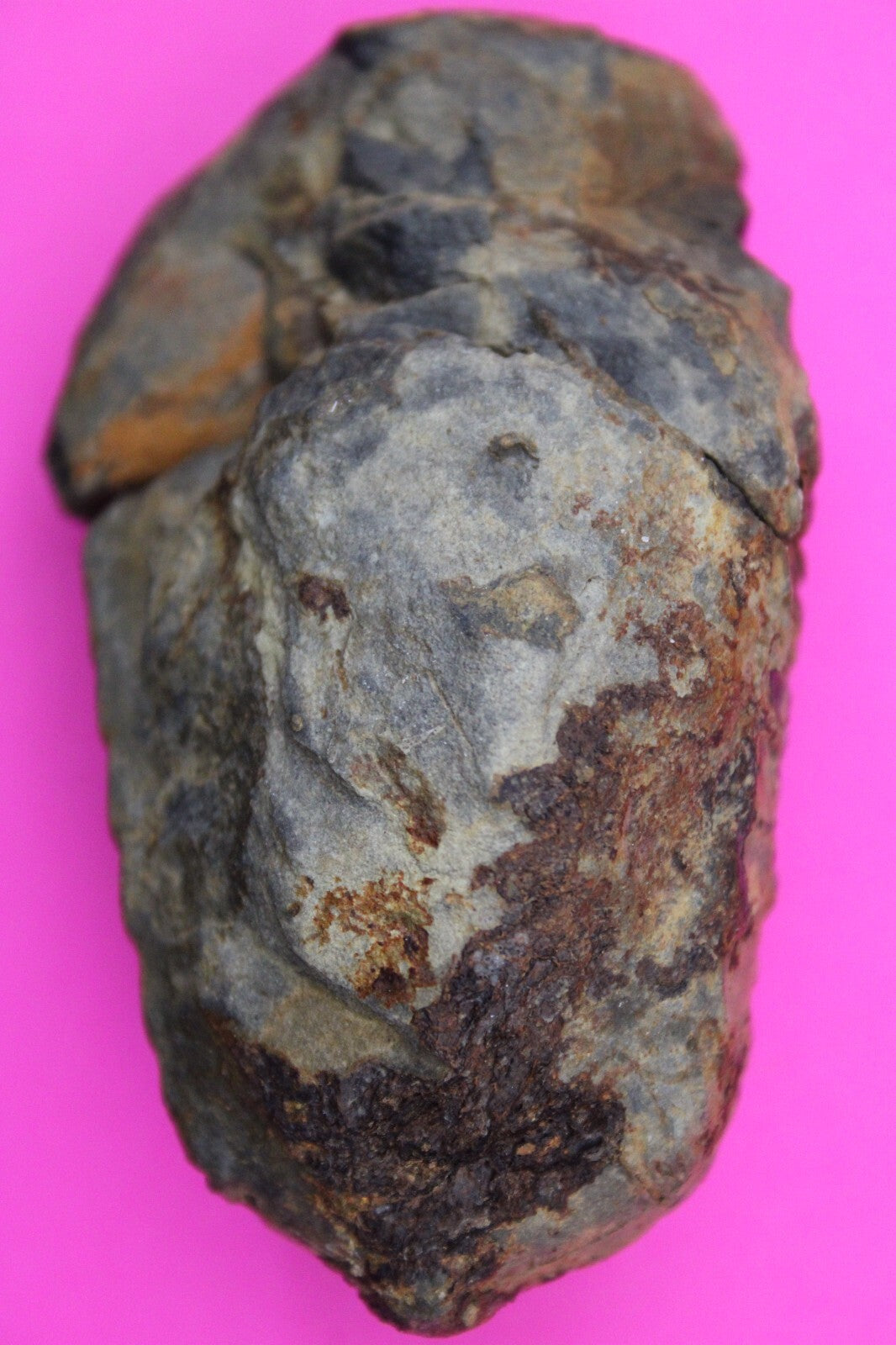 Authentic Trilobite Fossil 450 Million Years Old Genuine Dinosaur Girl COA 38