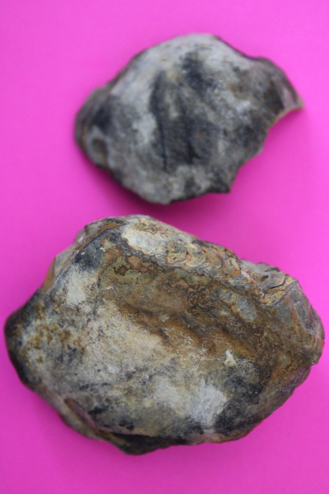 Authentic Trilobite Geode Real Fossil 450 Million Years Old Dinosaur Girl COA 20