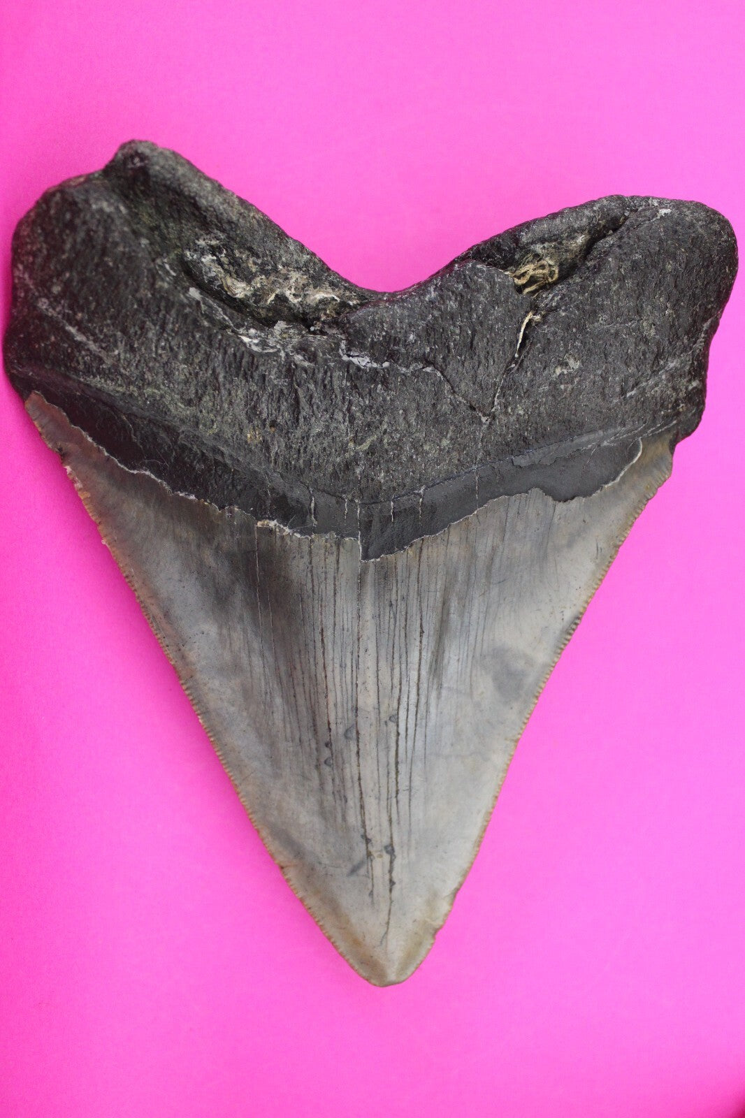 Authentic Megadolon Shark Tooth 4.87 Inch 226 Grams Fossil Dinosaur Girl COA M65