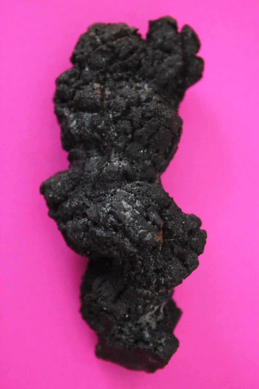 Giant Lizard Poop 5 Million Years Old Genuine Real Fossil Dinosaur Girl COA S24