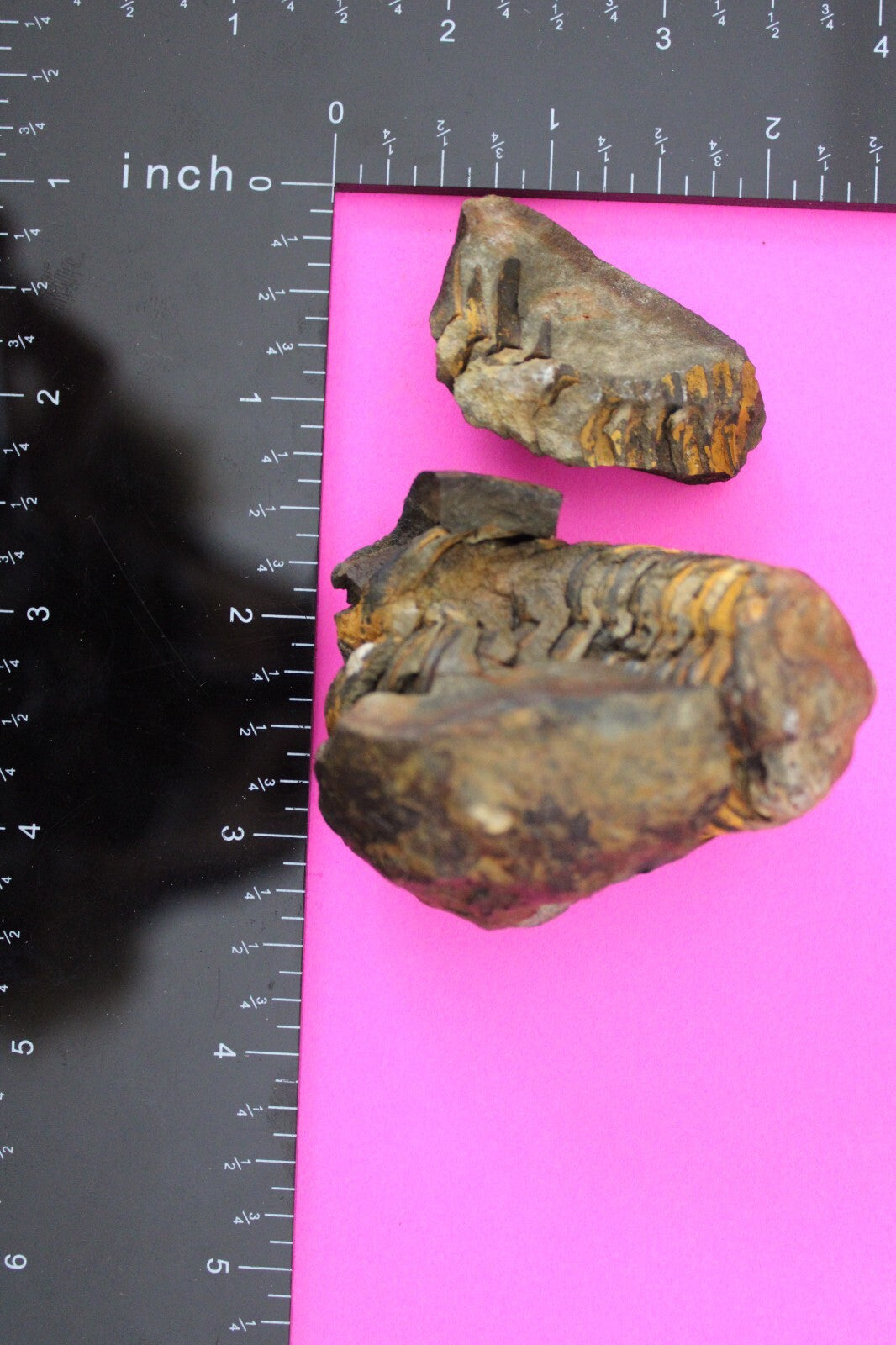 Authentic Trilobite Geode Real Fossil 450 Million Years Old Dinosaur Girl COA 13