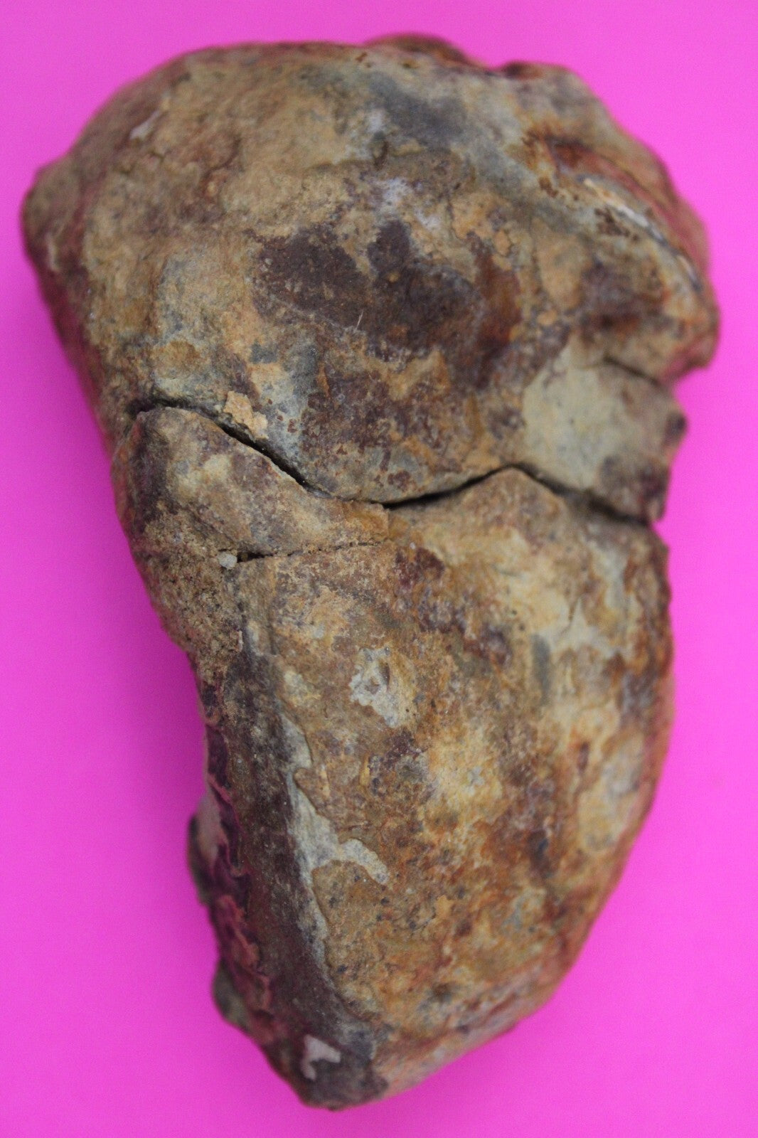 Authentic Trilobite Fossil 450 Million Years Old Genuine Dinosaur Girl COA 75