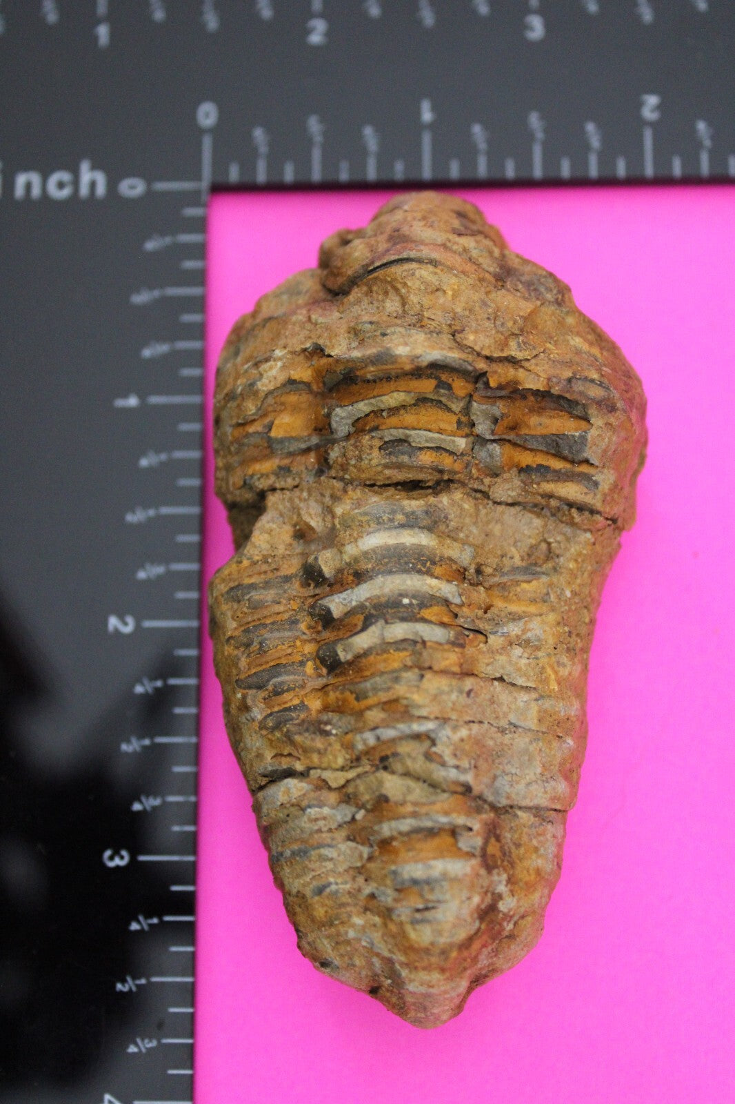 Authentic Trilobite Fossil 450 Million Years Old Genuine Dinosaur Girl COA 93