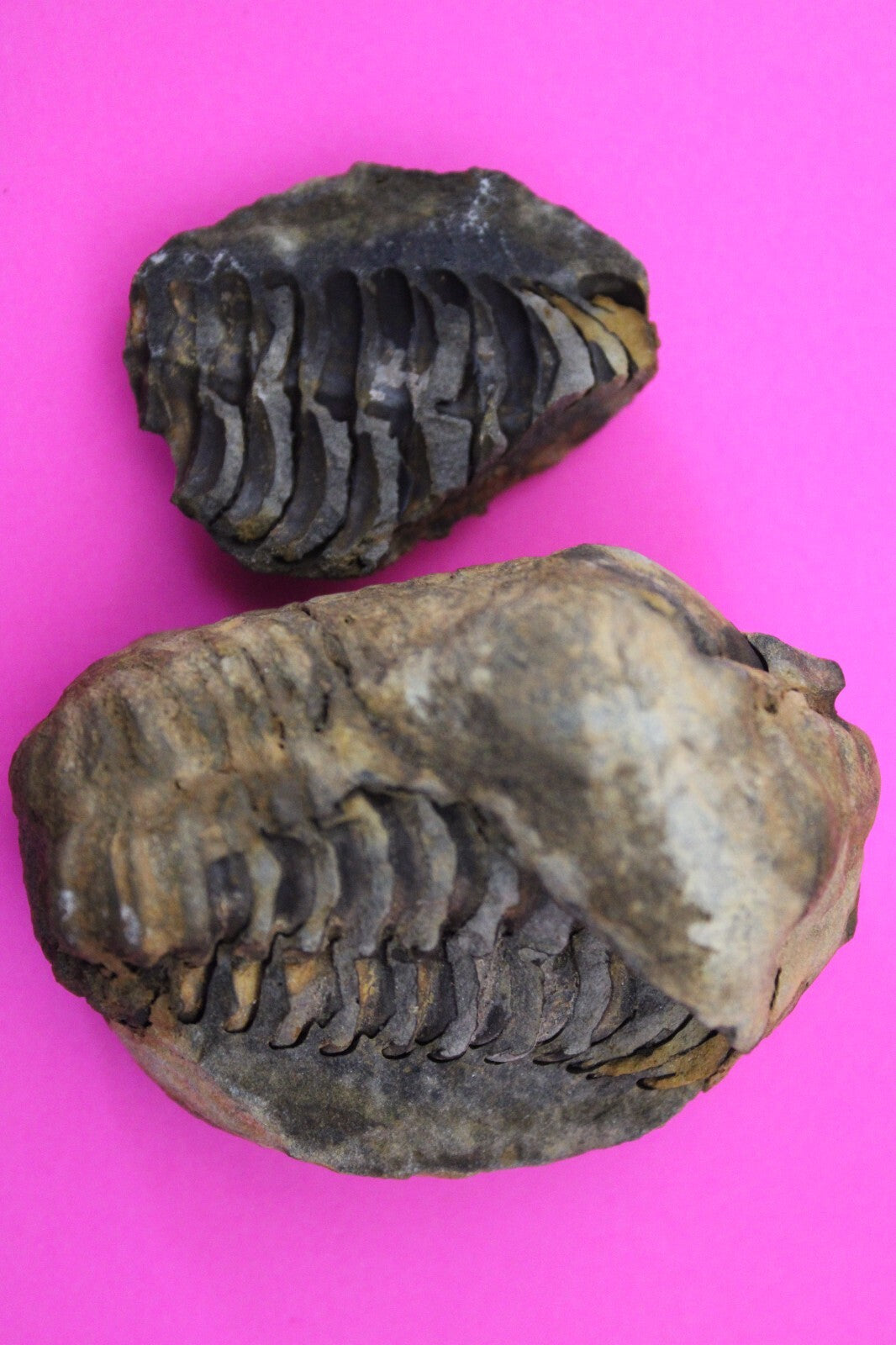 Authentic Trilobite Geode Real Fossil 450 Million Years Old Dinosaur Girl COA 12