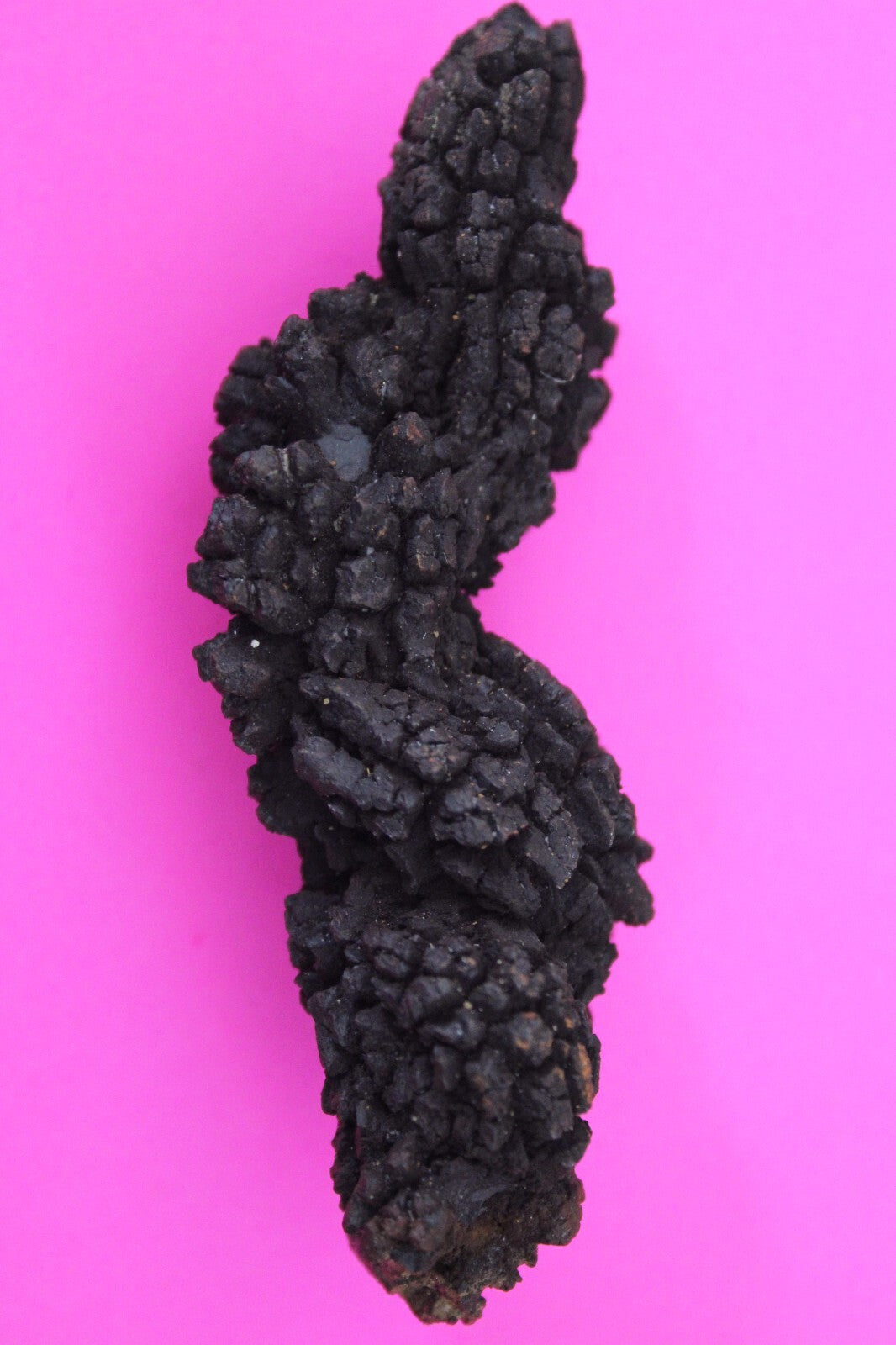 Giant Lizard Poop 5 Million Years Old Genuine Real Fossil Dinosaur Girl COA L03