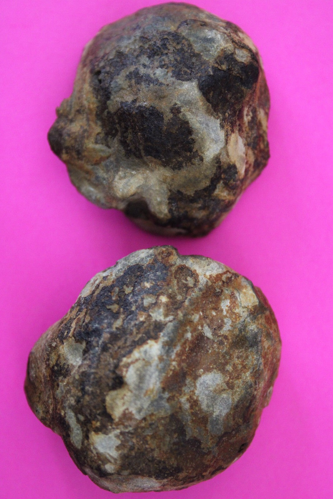 Authentic Trilobite Geode Real Fossil 450 Million Years Old Dinosaur Girl COA 21