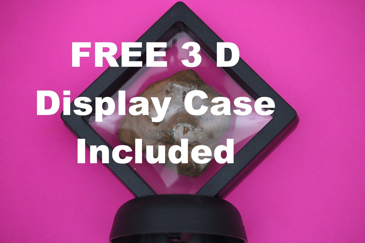 Puerto Rico Taino Pre Columbian Pottery Artifact FREE Display Case 1000AD COA 01