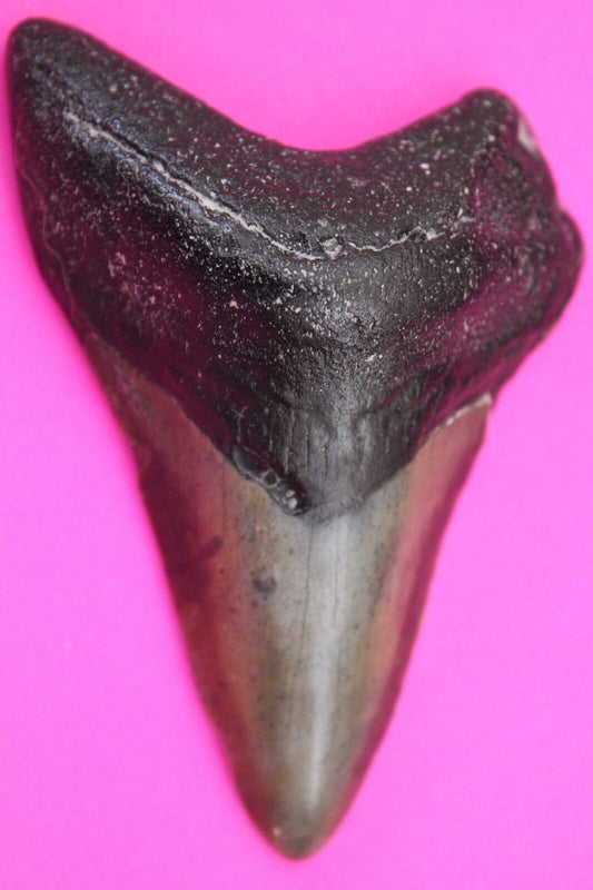 Authentic Megadolon Shark Tooth 3.31 Inch 65 Grams Fossil Dinosaur Girl COA M48