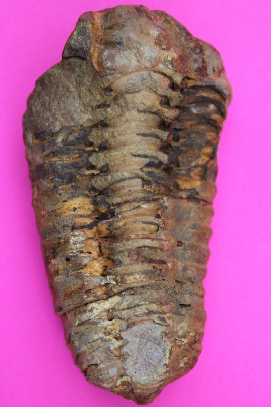 Authentic Trilobite Fossil 450 Million Years Old Genuine Dinosaur Girl COA 17