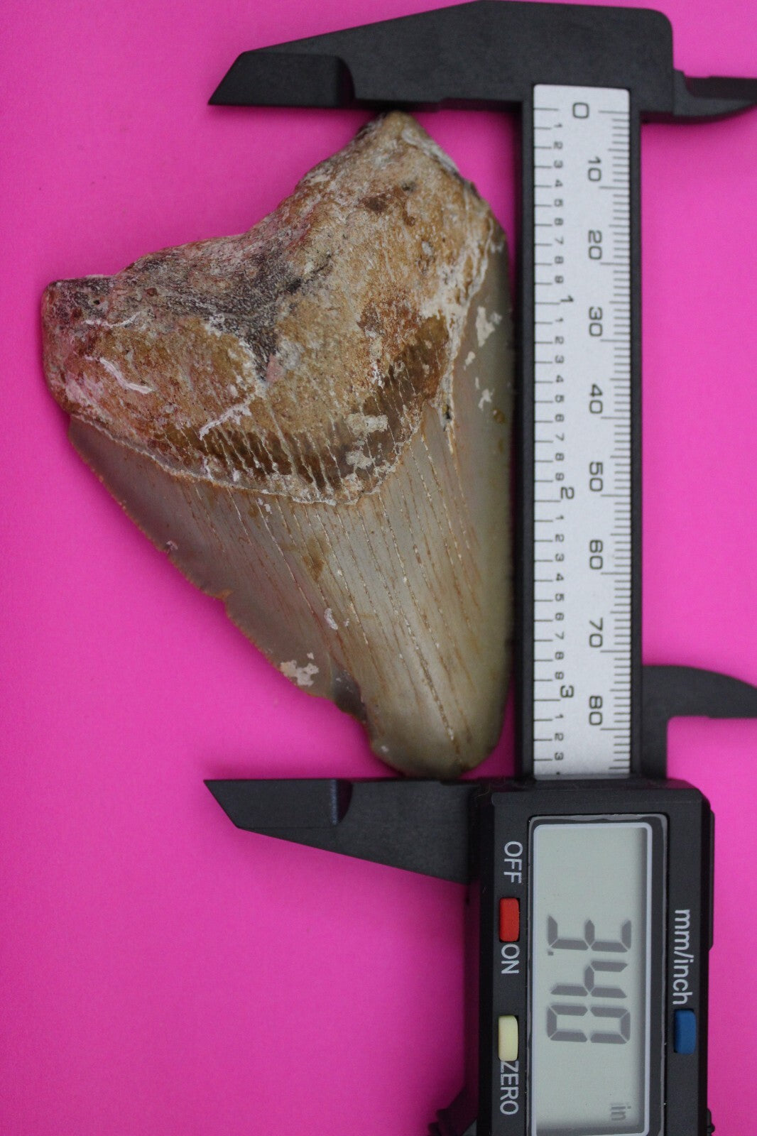 Authentic Megadolon Shark Tooth 3.4 Inch 79 Grams Fossil Dinosaur Girl COA M51
