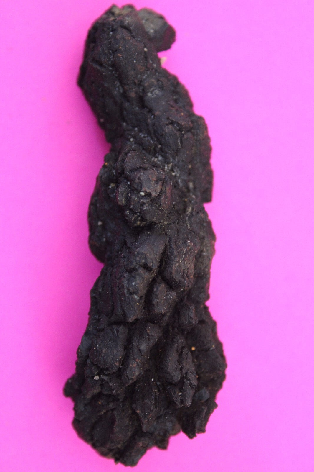 Giant Lizard Poop 5 Million Years Old Genuine Real Fossil Dinosaur Girl COA L17