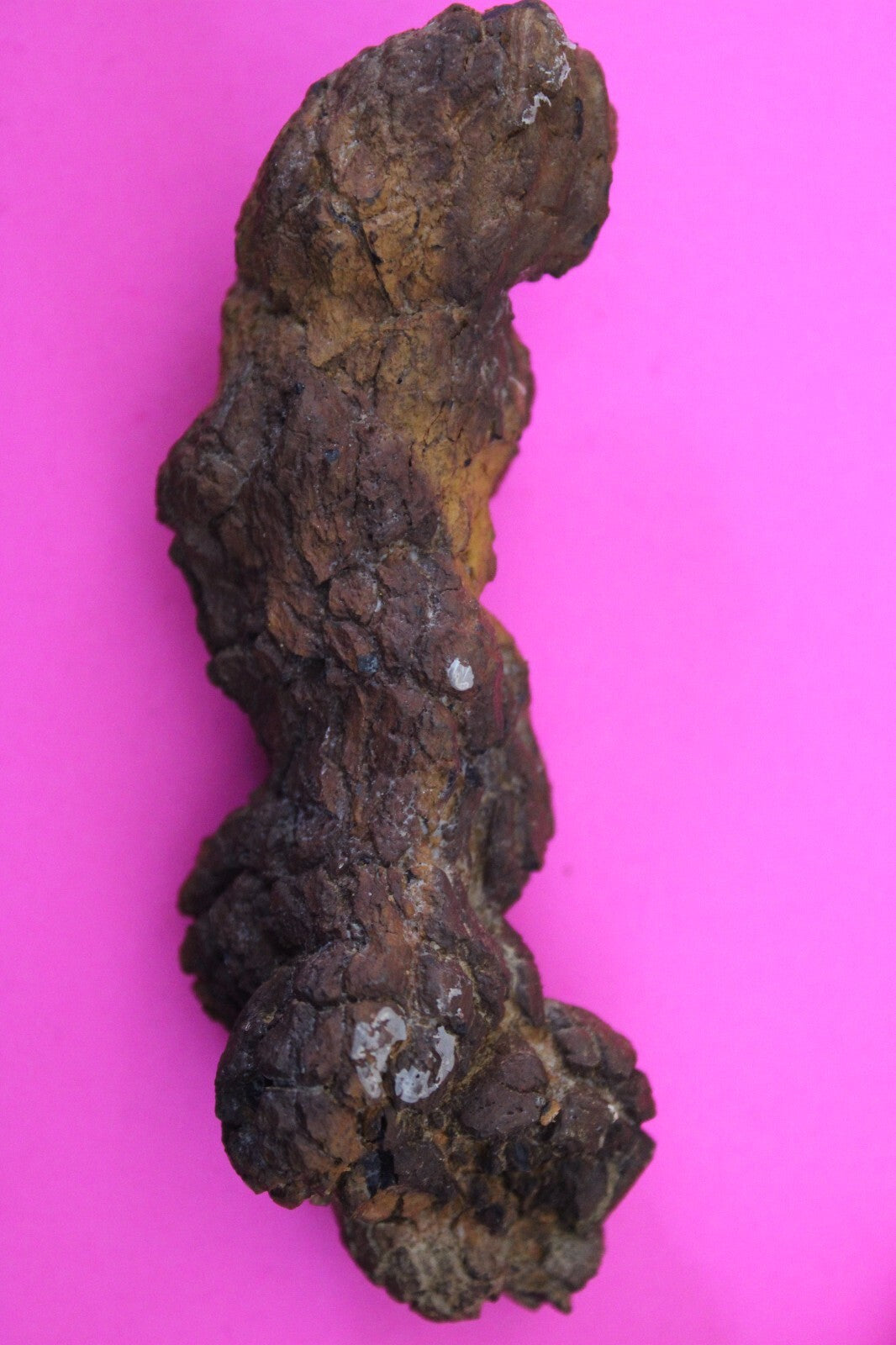 Giant Lizard Poop 5 Million Years Old Genuine Real Fossil Dinosaur Girl COA L04