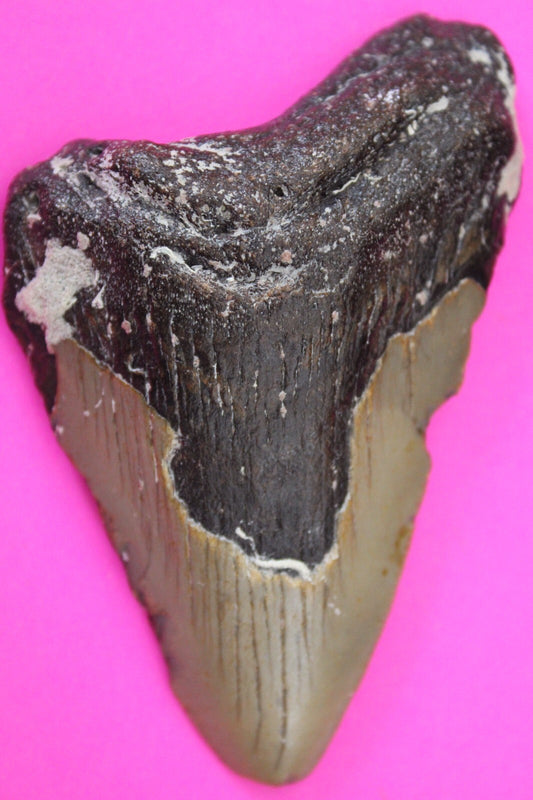 Authentic Megalodon Shark Tooth 3.3 Inches 61 Grams Fossil Dino Girl COA M22