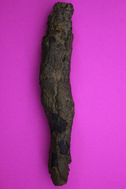 Giant Lizard Poop 5 Million Years Old Genuine Real Fossil Dinosaur Girl COA S10