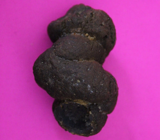 Giant Lizard Poop 5 Million Years Old Genuine Real Fossil Dinosaur Girl COA S48