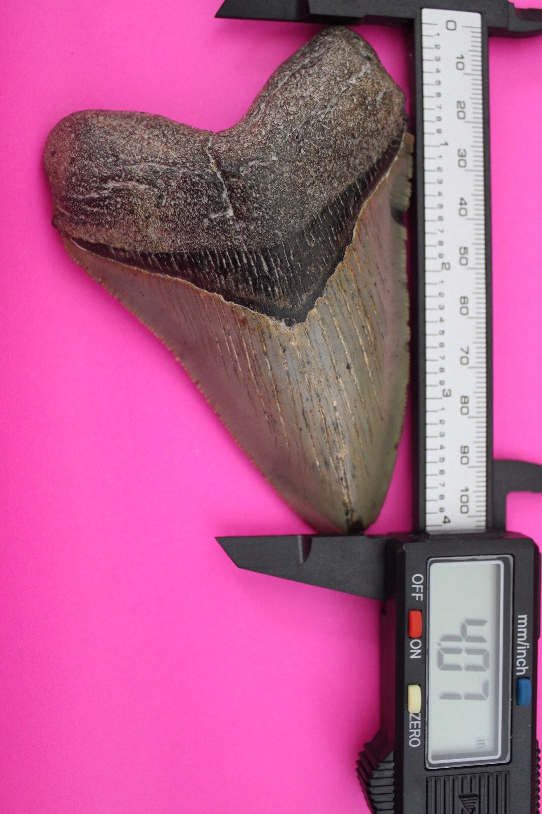 Authentic Megalodon Shark Tooth 4.07 Inch 131 Grams Fossil Dinosaur Girl COA M11