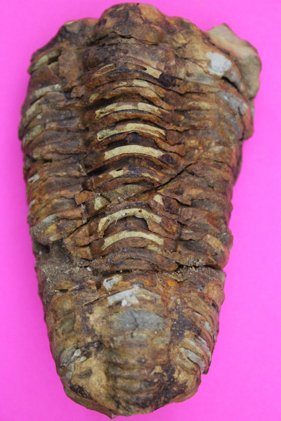 Authentic Trilobite Fossil 450 Million Years Old Genuine Dinosaur Girl COA 09