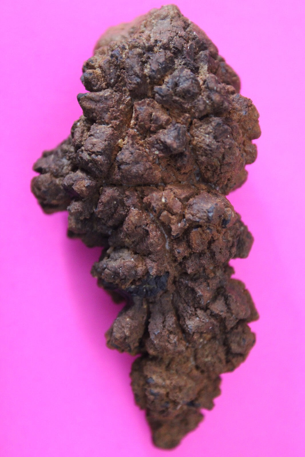 Giant Lizard Poop 5 Million Years Old Genuine Real Fossil Dinosaur Girl COA L15