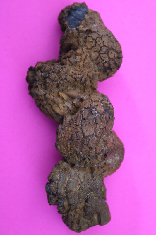Giant Lizard Poop 5 Million Years Old Genuine Real Fossil Dinosaur Girl COA L02