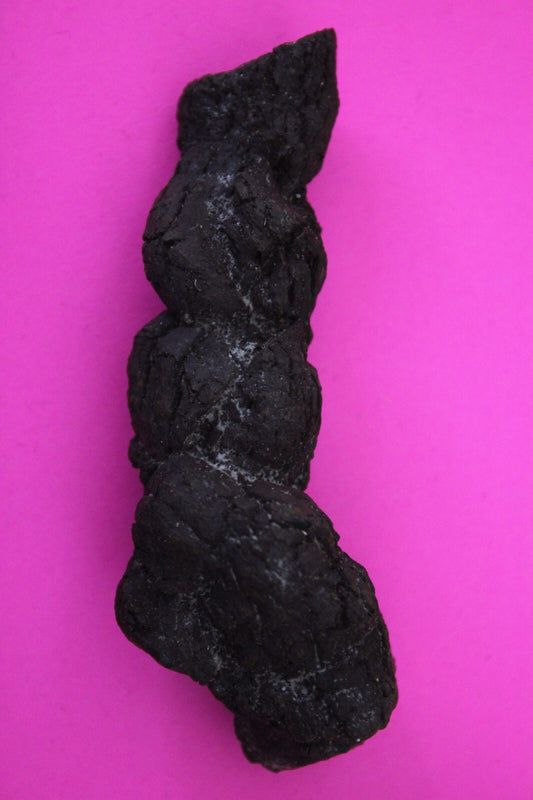 Giant Lizard Poop 5 Million Years Old Genuine Real Fossil Dinosaur Girl COA S06