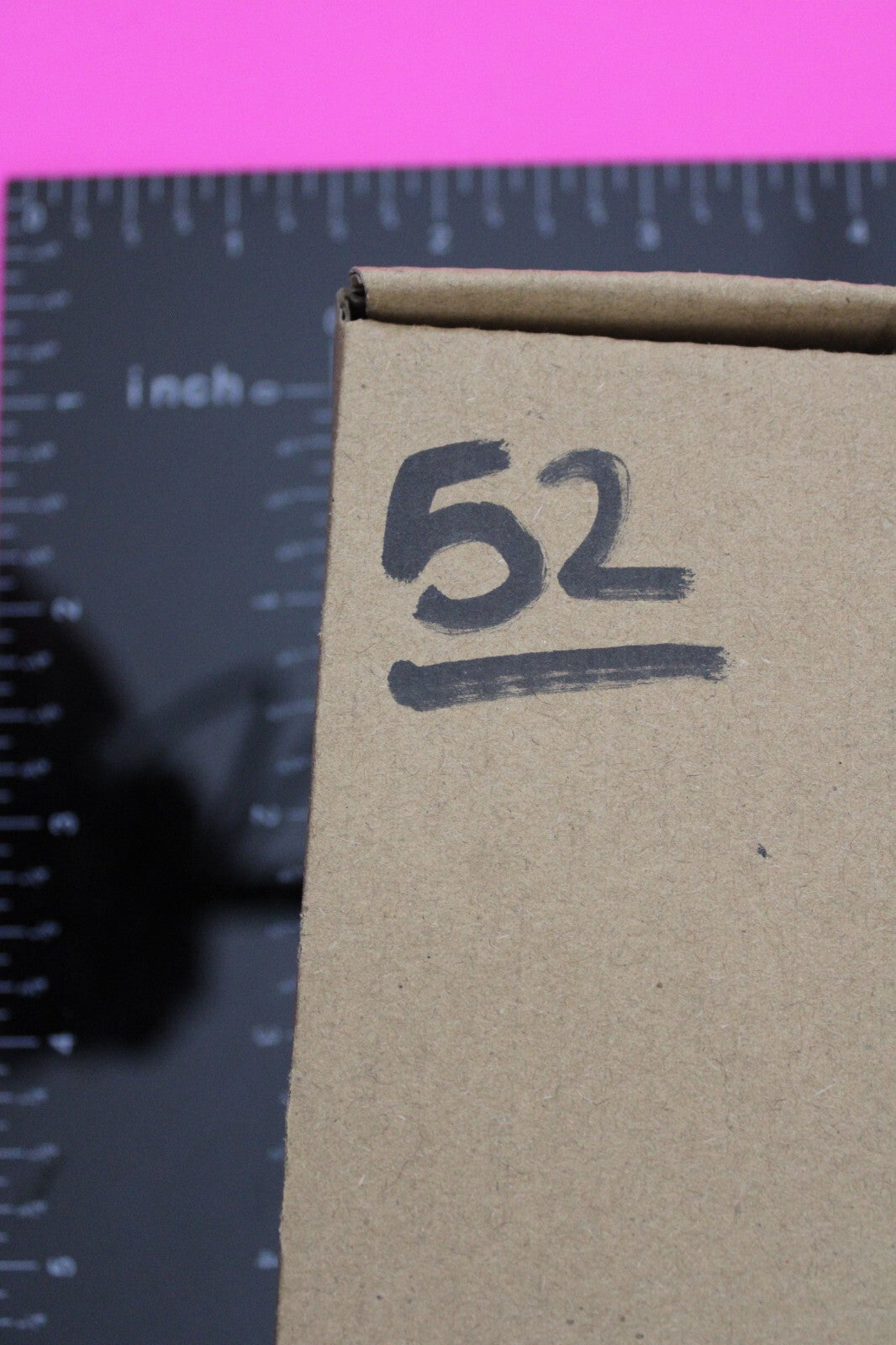 Authentic Trilobite Fossil 450 Million Years Old Genuine Dinosaur Girl COA 52