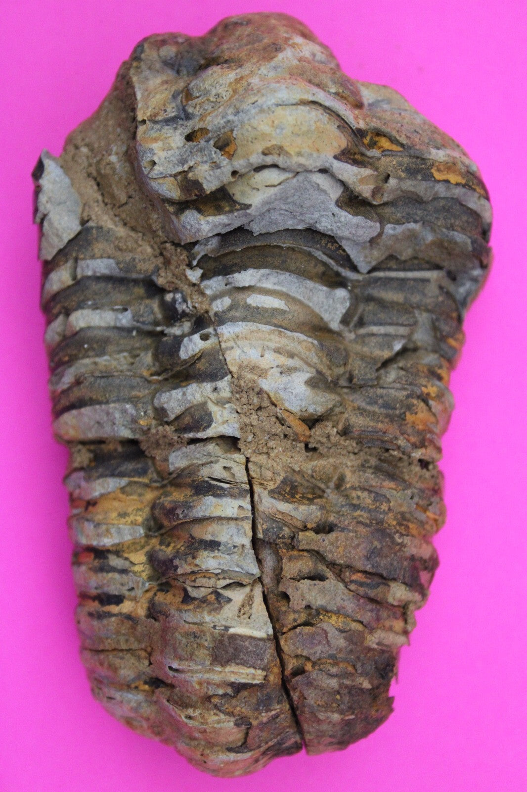 Authentic Trilobite Fossil 450 Million Years Old Genuine Dinosaur Girl COA 05